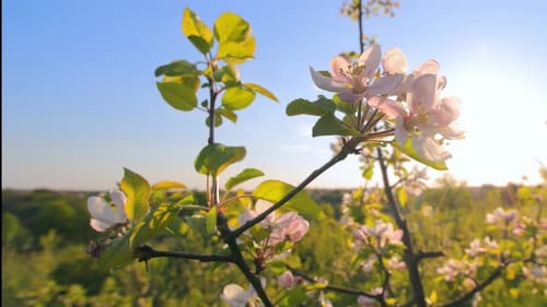 Apple Blossom On The Background Of The Blue Sky At Sunset Amazing Nature In Spring Closeup Of An