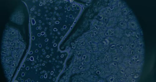 Blue Cells Through a Microscope