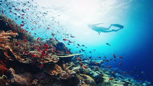 Freediver swims underwater near the colorfull coral reef in Indonesia