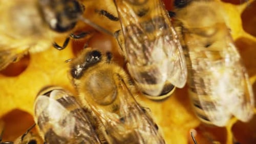 Karnika Family Bees Working Hive Collecting Honey in Summer Sealing Honeycomb