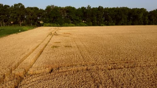 Wheat Field