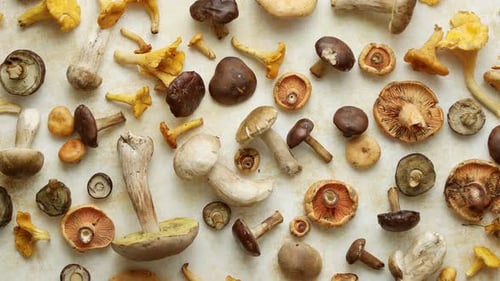 Varied Wild Mushrooms overhead still life shot