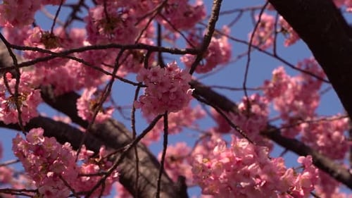 Dense foliage of pink Sakura Cherry Blossom flowers against blue sky