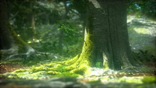 Tree Roots and Sunshine in a Green Forest