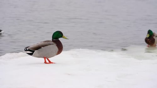 Ducks Standing on the Snowy Ground in Winter