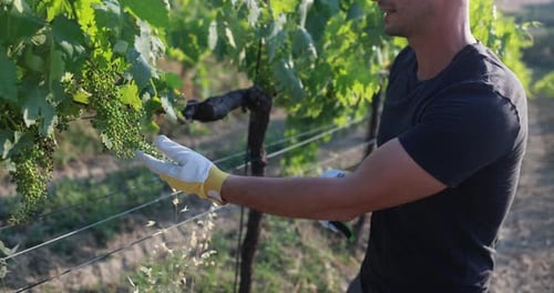 Junger Mann erntet reife Trauben auf einem Bio-Weinberg in der Toskana, Italien