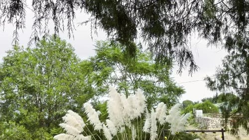 Pampas Grass and Lush Green Trees Outdoors