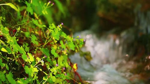 River Flowing Near the Pink Spring Flowers Background