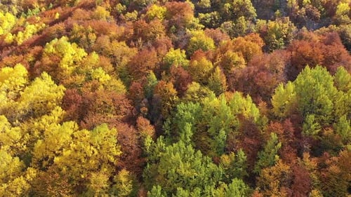 Vue aérienne de la forêt colorée en automne