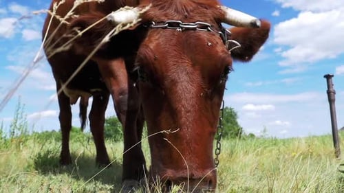 Gray Cow Grazing on Meadow on Sky Background Slow Motion