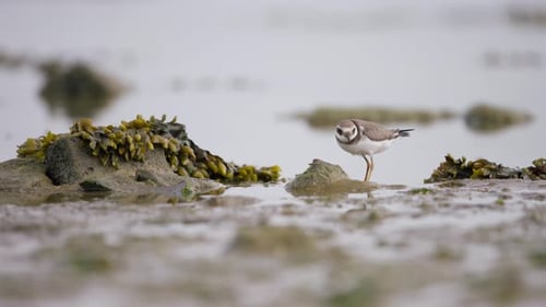 Common Ringed Plover foraging along Dutch tidal flats intertidal zone, telephoto
