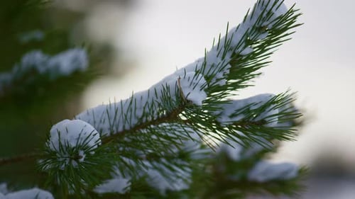Closeup Snow-Covered Spruce Branch with Little Green Needles. White Fluffy Snow Lying