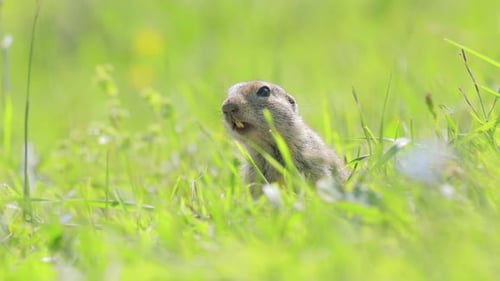 Das kaukasische Gebirgshörnchen oder Elbrus-Ziesel (Spermophilus musicus) ist ein Nagetier von