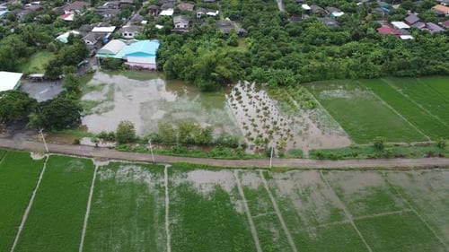 Aerial view of rice fields or agricultural areas affected by rainy season floods.