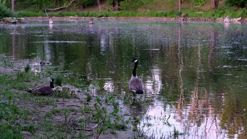 Evening shot of goose family on the shore of lake. Mother has the goslings hidden under wing, but on