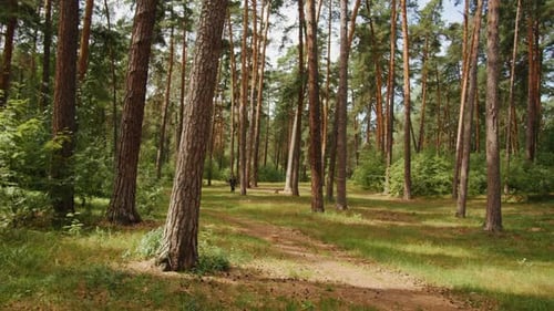 Beautiful Sunlight in the Forest Sun Rays Break Through the Foliage of Magnificent Green Tree
