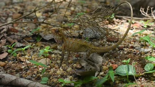 Una lagartija de jardín oriental hembra levanta la cabeza en un jardín