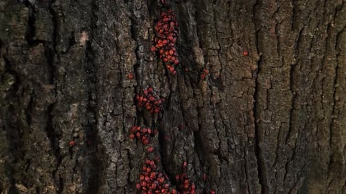 Nahaufnahme einer Gruppe erwachsener und junger roter und schwarzer Feuerwanzen Pyrrhocoris Apterus im Sommer