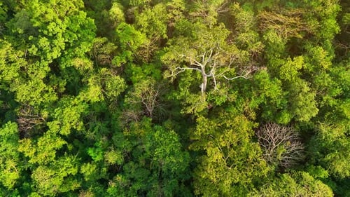 Majestic tropical forest on towering mountains by aerial view drone.