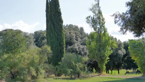 Strong Wind Breaks Bends Trees Sunny Day Poplars Blow Wind During a Hurricane Wind Strongly Shakes
