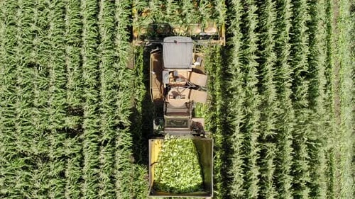 Corn picker harvesting a large filed, Aerial follow footage.
