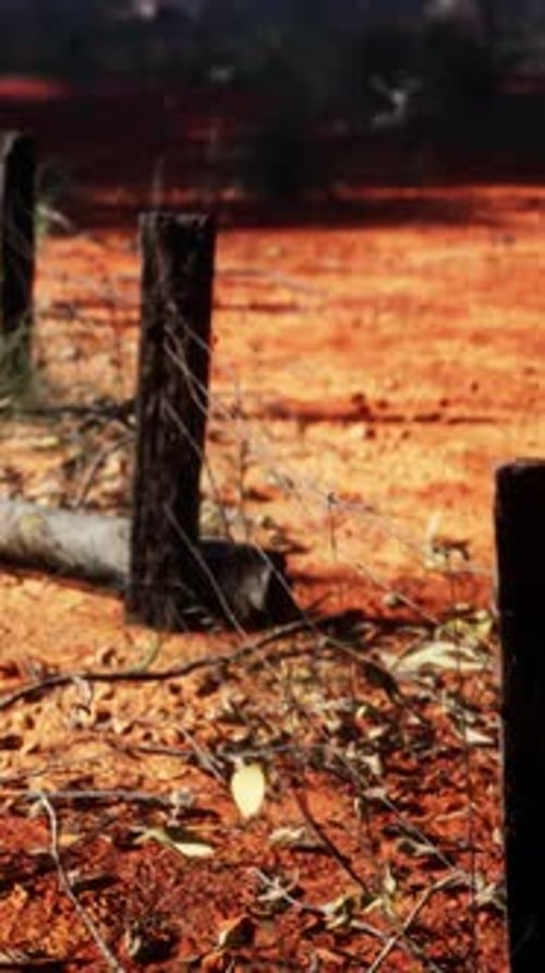 Old Rural Barbed Wire Fence with Wooden Posts