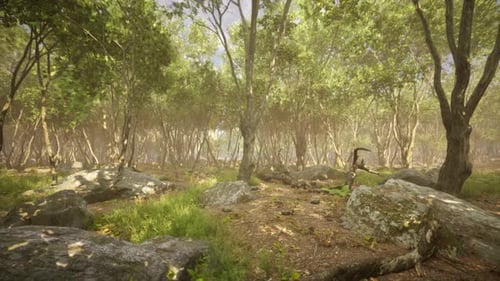 Lush Green Forest with Rocky Terrain and Sunlight Filtering Through Trees