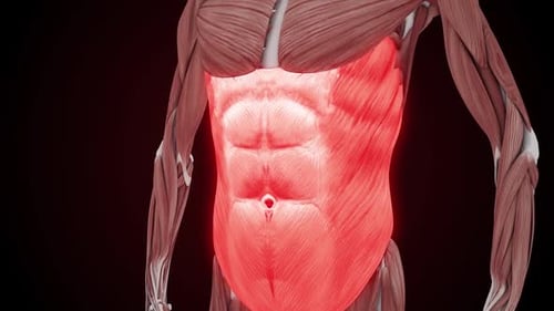 Pulsating Abdominal Muscles Highlight in 3D Anatomy Animation