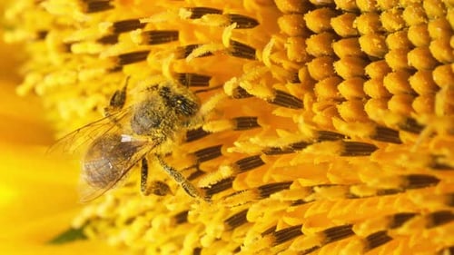 Abeja sentada recolectando néctar de polen de un girasol en verano Macro View