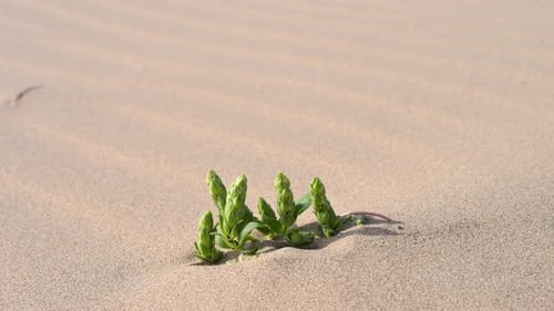 La résilience de la nature : une plante verte isolée pousse et survit dans les dures dunes de sable du désert.