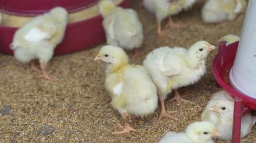 There are baby chickens in the poultry farm.