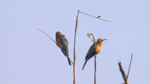Colorful Birds Perched on Branches, One Takes Flight