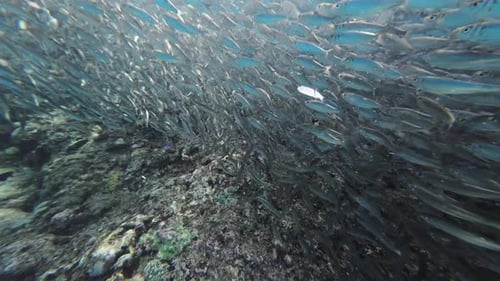 Underwater View of Shoal Sardine Fish in Sea