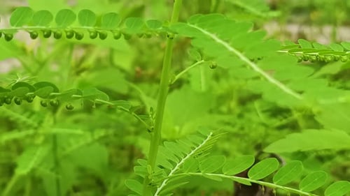 close up Sensitive Plant in tropical forest.