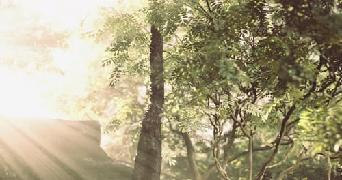 Sunlight Breaking Through Trees in a Lush Forest During Morning Hours