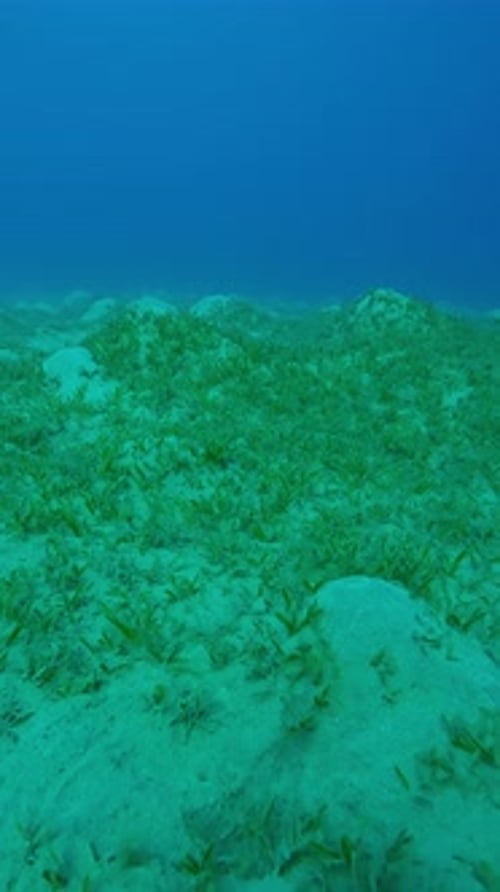 Seagrass meadow on sandy hills covered with Smooth ribbon seagrass