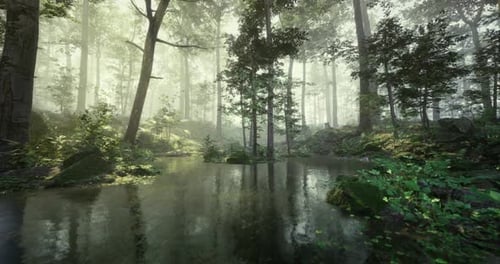 Lush Forest Landscape with Calm Water and Soft Morning Light in Nature
