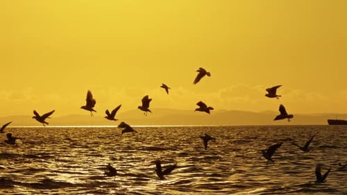 Tiere, Vögel, Möwen, die auf der Stadt fliegen, Izmir, Ägäis, 10