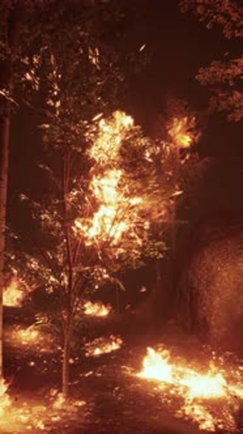 Intense Forest Fire Illuminates the Night Sky with Flames and Smoke