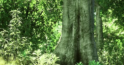 Large Tree Trunk Surrounded By Lush Green Foliage in a Forest Setting