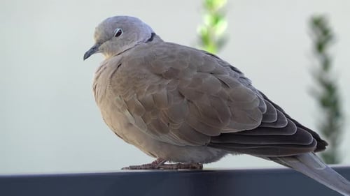 Close up of a collared dove sitting on a stone surface