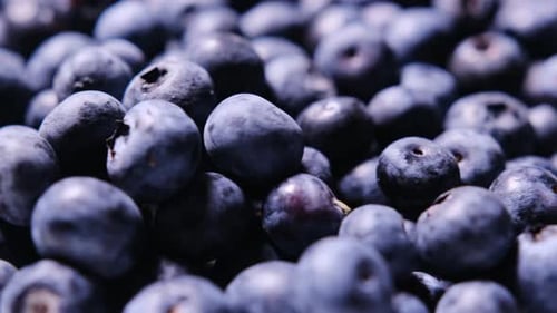 A Closeup Shows Fresh Blueberries Ideal for Healthy Recipes Smoothies and Tasty Desserts