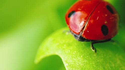 Ladybug in the Green Grass in the Forest