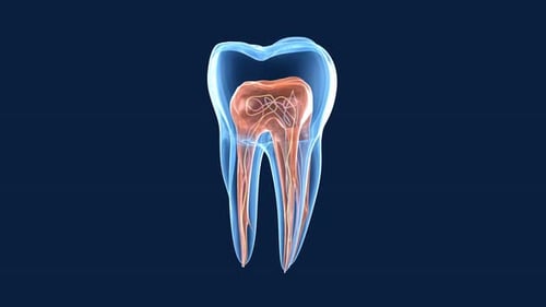 Transparent teeth. 3d animation of endodontics inner structure