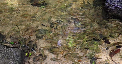 School of fish swimming in clear shallow stream water