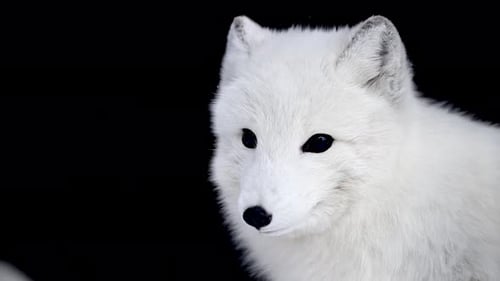 Close Up of White Fox with Blue Eyes Polar Fox or Artic Fox in Snow