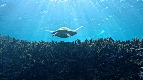 Nahaufnahme einer Meeresschildkröte, die unter dem tropischen blauen Meer schwimmt - unter Wasser, Ansicht von hinten. Tropische Insel