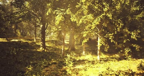 Forêt verdoyante baignée par la chaleur du soleil en fin d'après-midi