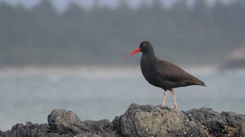Cámara lenta, plano medio de un ostrero negro sentado en una roca en la costa de Columbia Británica.