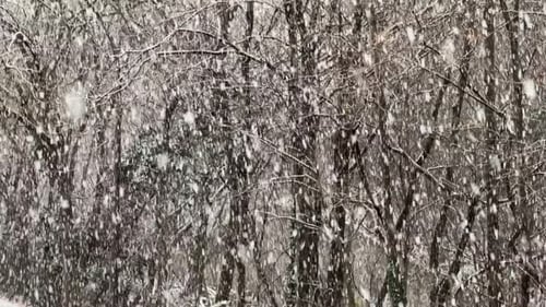 Captivating Snowfall in a Tranquil Winter Forest Landscape